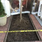 Lansburgh 2022-04-11 13.38.53 copy